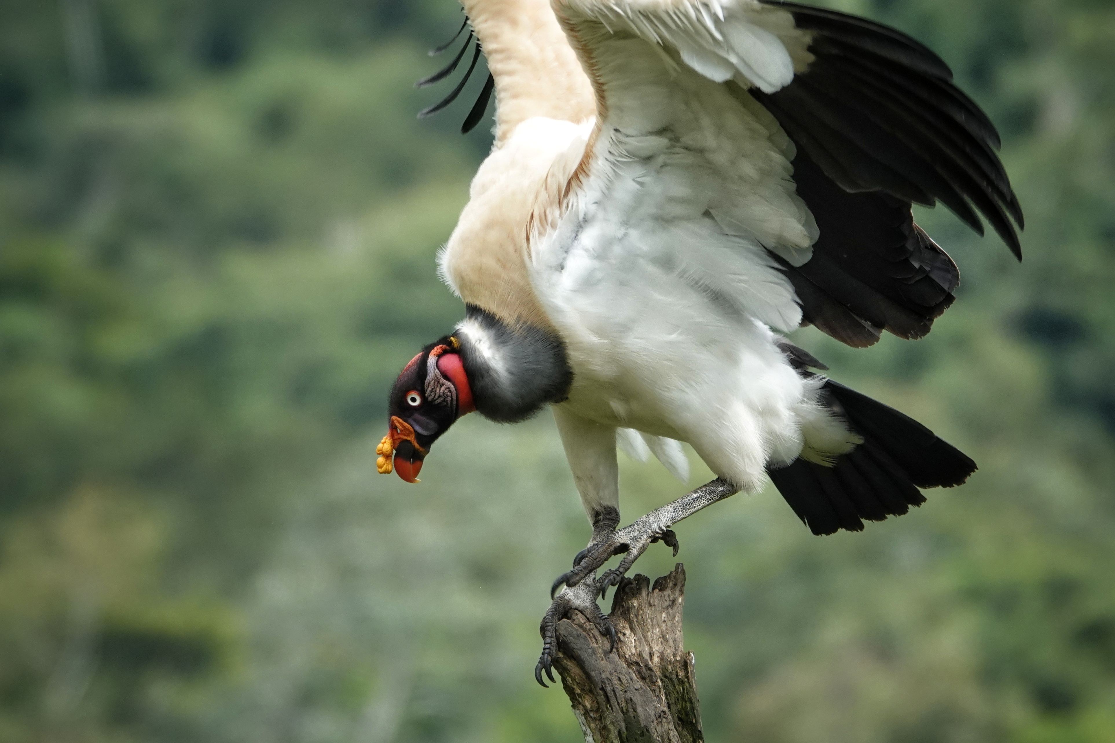 Condor posé sur un arbre